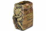 Polished Petrified Wood (Araucarioxylon) - Arizona #352508-2